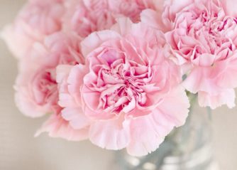 rosa blommor