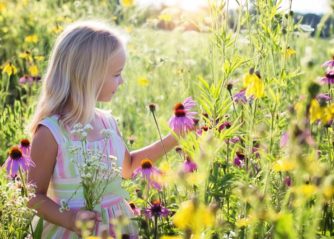 blå blommor