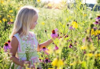 blå blommor